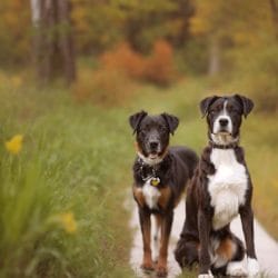 Pet Photography 6 pet photographers Barrie